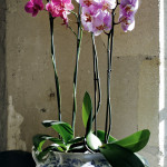 orchidsminni
