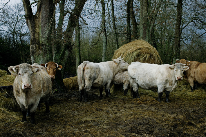 Les Blondes d'Aquitaines, our local cows