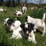 Puppies!