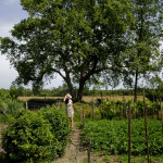orchard1